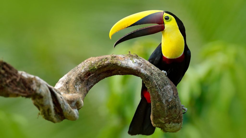 Tucán animales selva de Costa Rica